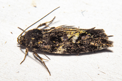 Trachypepla lichenodes