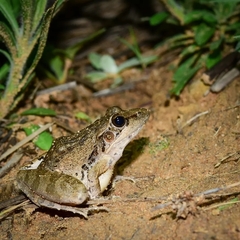 Ptychadena anchietae