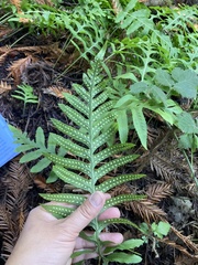 Polypodium californicum