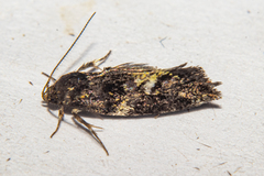 Trachypepla lichenodes