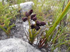 Eulophia ustulata