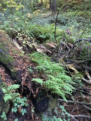 Polypodium californicum