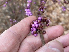 Callicarpa dichotoma