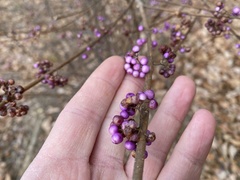 Callicarpa dichotoma
