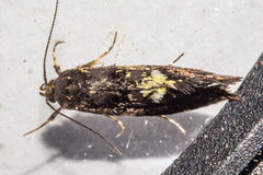 Trachypepla lichenodes