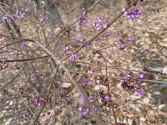 Callicarpa dichotoma