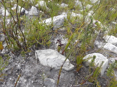 Eulophia ustulata