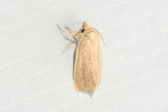 Globia oblonga