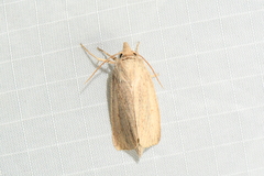 Globia oblonga