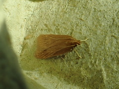Helcystogramma rufescens