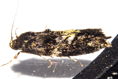 Trachypepla lichenodes