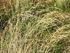 Agrostis castellana