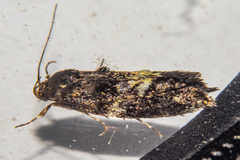 Trachypepla lichenodes