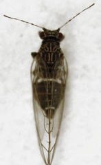 Bactericera cockerelli