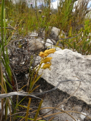 Eulophia ustulata