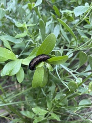 Spodoptera ornithogalli