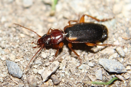 Cymindis scapularis · iNaturalist
