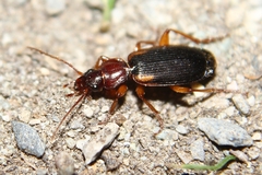 Cymindis scapularis