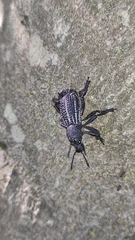 Aegorhinus albolineatus