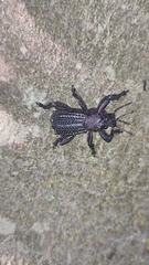 Aegorhinus albolineatus