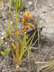Eulophia ustulata