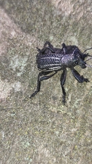 Aegorhinus albolineatus