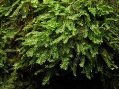 Saccogyna viticulosa