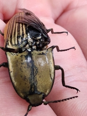 Chalcolepidius limbatus