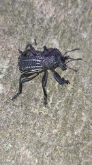 Aegorhinus albolineatus