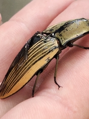 Chalcolepidius limbatus