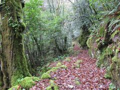 Saccogyna viticulosa