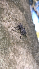 Aegorhinus albolineatus