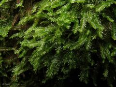 Saccogyna viticulosa