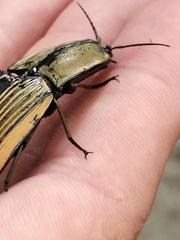 Chalcolepidius limbatus