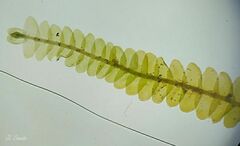 Saccogyna viticulosa