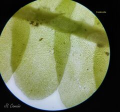 Saccogyna viticulosa