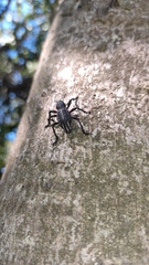 Aegorhinus albolineatus