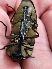 Chalcolepidius limbatus