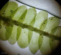 Saccogyna viticulosa