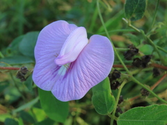 Centrosema pubescens