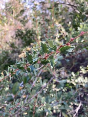 Berberis chilensis
