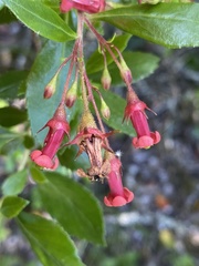 Escallonia