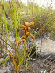 Eulophia ustulata