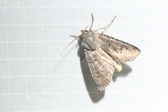 Euxoa comosa