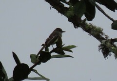Myiarchus cephalotes