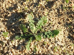 Mantisalca salmantica