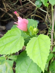 Malvaviscus arboreus