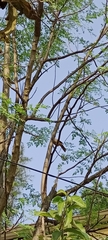 Argya striata