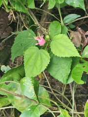 Malvaviscus arboreus