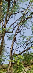Argya striata